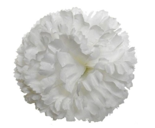 Carnation pick flowers - carnation,
