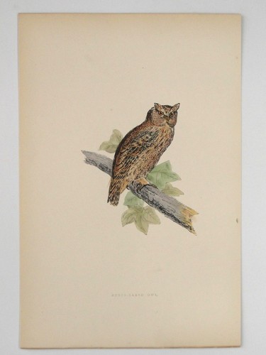 Scops eared owl british - eared,