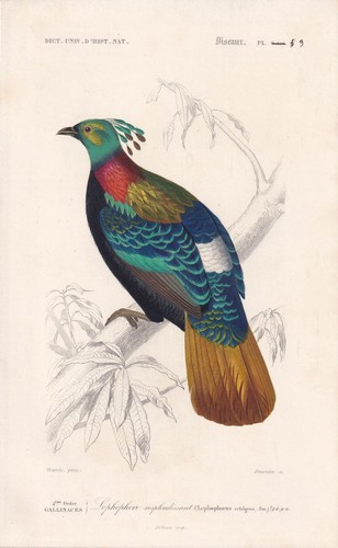1861 himalayan monal pheasant - himalayan,