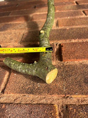 Blackthorn stick 83cm
