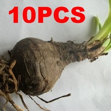 200pcs Climbing Rose Flower