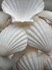 Scallop natural shells large 10 -12 cms. Washed UK scallop shell