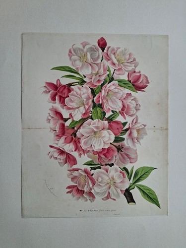 Louis van houtte botany - louis,