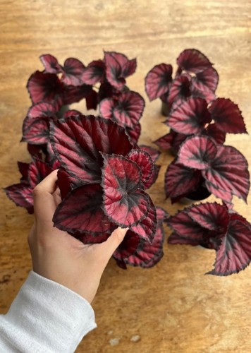 Begonia magic colours red - begonia,