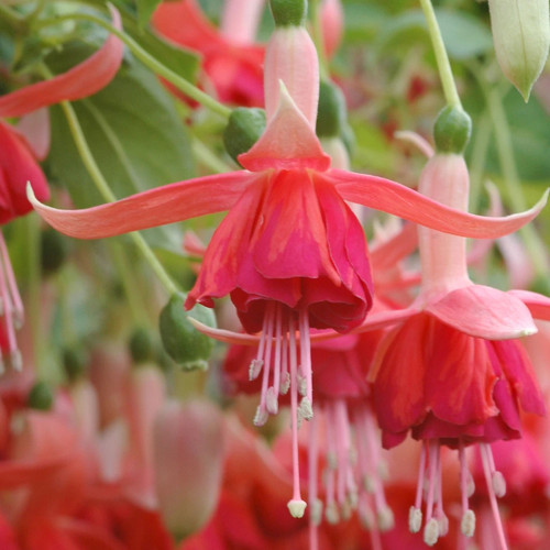 Trailing fuchsia dancing - trailing,