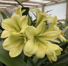 Clivia miniata HIRAO (Green)