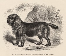 Sussex spaniel gun dog antique - sussex,