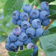 BLUEBERRY FRUIT PLANT BUSH EARLIBLUE BLUE BERRY SUMMER FRUITS 3LT POT
