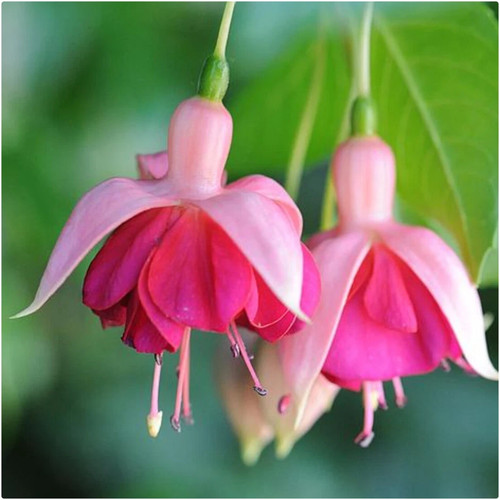 Fuchsia gatden news hardy - 'gatden,