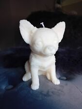 Beautiful LARGE CHIHUAHUA