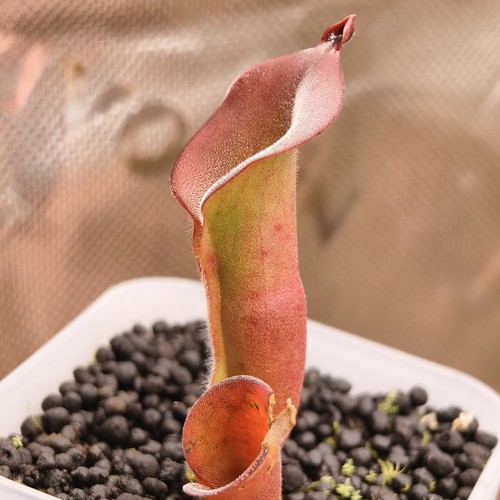 Heliamphora huberi amuri aw - -,