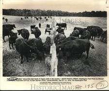 1979 Press Photo Angus cattle