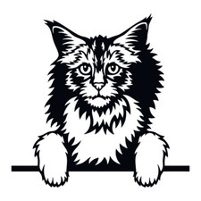 Norwegian Forest Cat Peeking