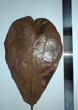 ? Natural Catappa Leaves x15 - Aquarium Fungal Care Shrimp/Betta/Discus Safe ?