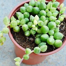 Variegated String of Beads 9cm pot, Senecio Angel Tears Var., Trailing Succulent