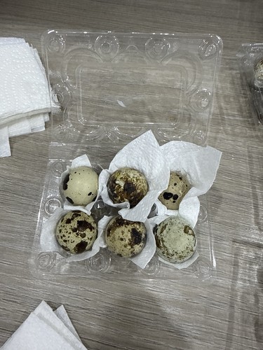 Quail eggs - quail,