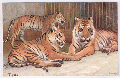Raphael tuck animal - tuck,