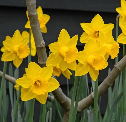 Daffodil plant golden - daffodil,