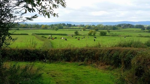 Photo 6x4 pasture - 6x4, near