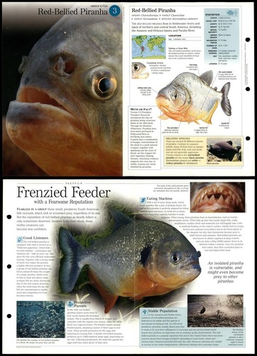 Red bellied piranha - piranha, fish
