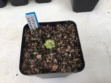 Pinguicula Gypsicola XSethos