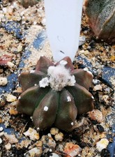 Astrophytum hybrida 