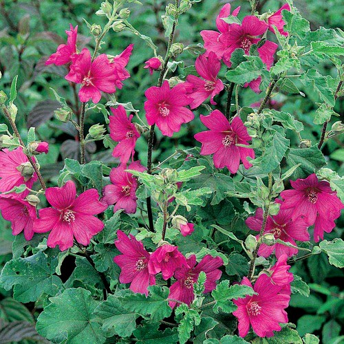Lavatera burgundy wine tree - burgundy,