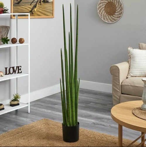 Sansevieria snake - sansevieria,