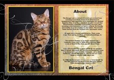 Bengal Cat A4 Art Print Poster Laminated Pets Animals