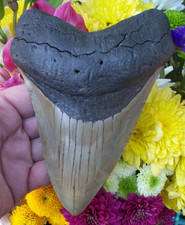 MASSIVE 6.29 inch MEGALODON
