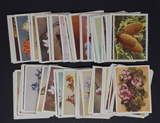 Our South African Flora Cards