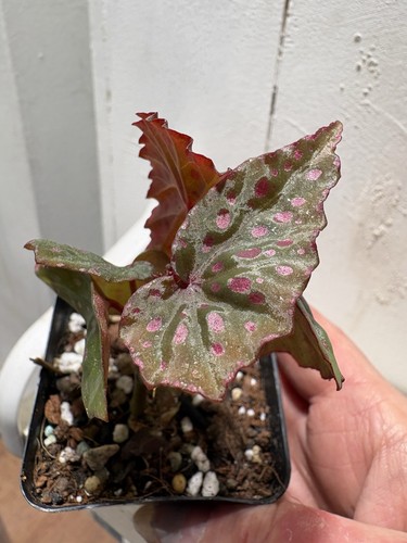 Begonia malachosticta - begonia,