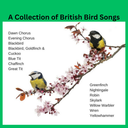 British birdsong individual - british,