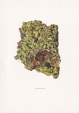 1968 PYROMORPHITE Print - Vintage Mineral Wall Art Gift - 7.5 x 10.6 Inches