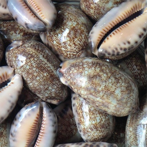 Arabian cowrie shell - arabian,