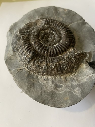 Dactylioceras ammonite fossil - dactylioceras,