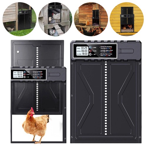 Automatic chicken coop door - chicken,