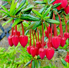 Crinodendron Hookerianum Chile