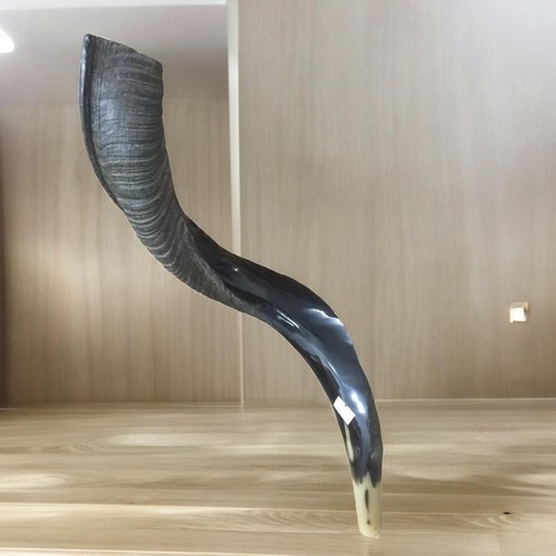 Yemenite kudu horn shofar - horn,