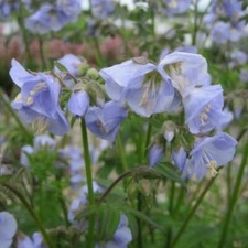Polemonium 'Sonia's Bluebell'