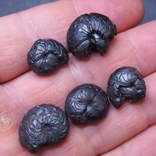 5pcs 17-19mm Goniatite  Hematite Devonian Fossil lot Ammonite 20