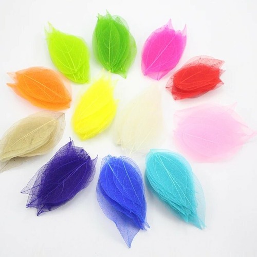 Natural dried dyed - natural,