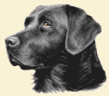 BLACK LABRADOR RETRIEVER dog
