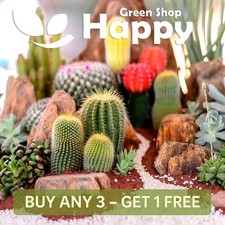 CACTI MIX - Mix of cactus