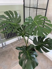 Monstera Deliciosa  Height