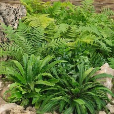 10 x Fern Plant Mix in 9cm