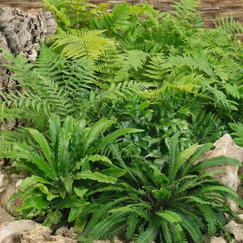 Fern plant mix - x,