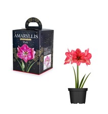 Pink Amaryllis Hippeastrum Pink Bulb Gift Set 1 Large Flowering Bulb & Pot 24/26