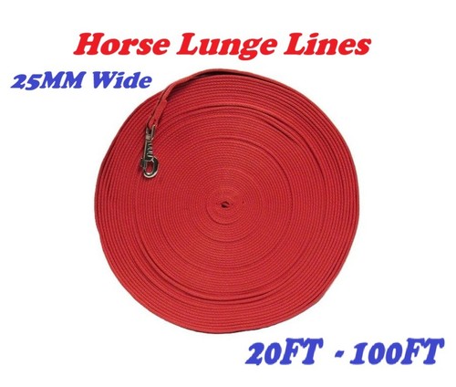 Horse lunge line dog training - horse,