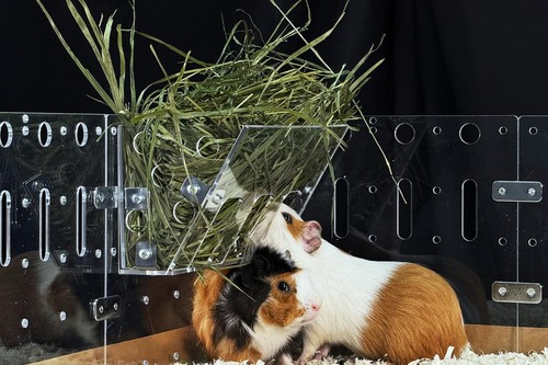 Ultimate hay feeder for guinea - ultimate,